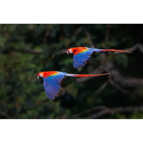 The Couple Black Modern Wood Framed Art Print by Feng, Young