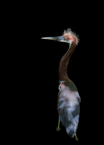 Bad Haired Day Black Ornate Wood Framed Art Print with Double Matting by Zhu, Eddie