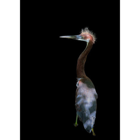 Bad Haired Day Black Modern Wood Framed Art Print with Double Matting by Zhu, Eddie