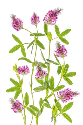 Trifolium White Modern Wood Framed Art Print with Double Matting by Disher, Mandy
