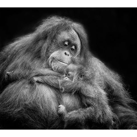 Mothers Love Black Modern Wood Framed Art Print with Double Matting by Muliani Hartojo, Angela