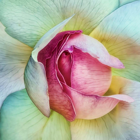 La Vie En Rose Black Modern Wood Framed Art Print by Flour, Piet