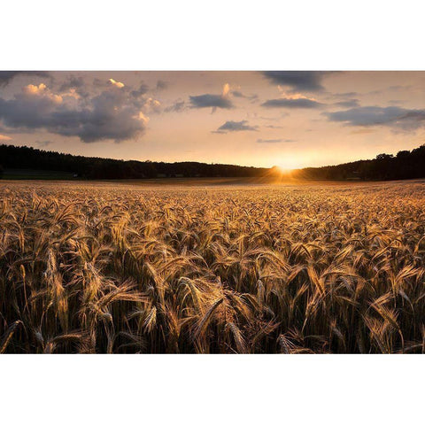 Fields Of Gold Black Modern Wood Framed Art Print with Double Matting by Lindsten, Christian