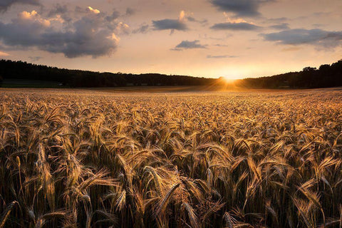 Fields Of Gold White Modern Wood Framed Art Print with Double Matting by Lindsten, Christian