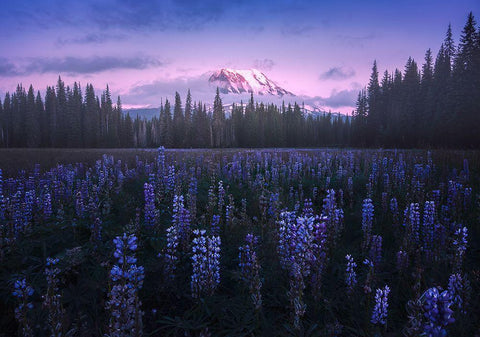 Adams Lupine White Modern Wood Framed Art Print with Double Matting by Bandyopadhyay, Atanu