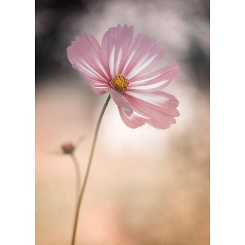 Cosmos White Modern Wood Framed Art Print by Gronkjar, Lotte