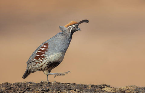 Forward-March! Black Ornate Wood Framed Art Print with Double Matting by Barsh, Greg