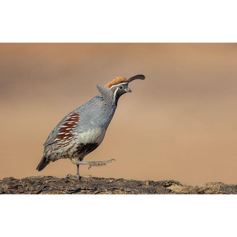 Forward-March! Black Modern Wood Framed Art Print by Barsh, Greg