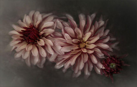 Dahlia Family Black Ornate Wood Framed Art Print with Double Matting by Claes, Gilbert