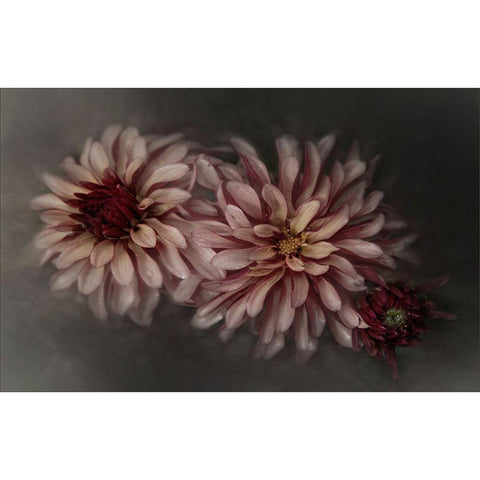Dahlia Family Black Modern Wood Framed Art Print with Double Matting by Claes, Gilbert
