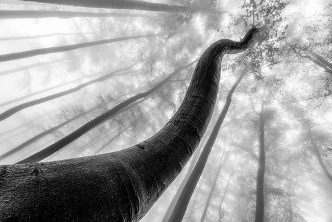 Tree Shapes White Modern Wood Framed Art Print with Double Matting by Pavlasek, Tom