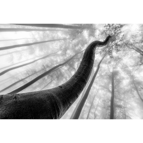 Tree Shapes Black Modern Wood Framed Art Print by Pavlasek, Tom