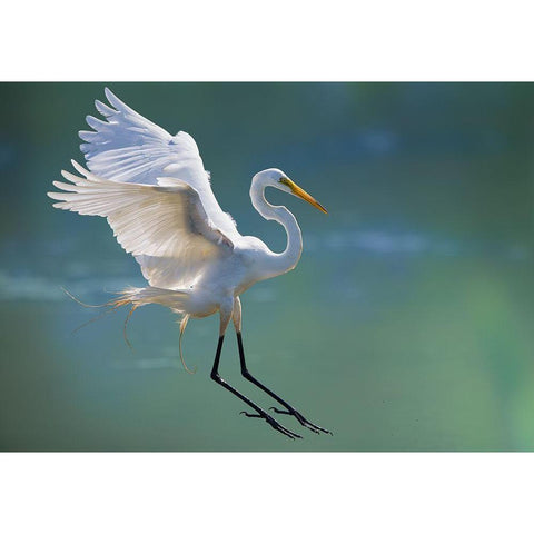 Untitled Gold Ornate Wood Framed Art Print with Double Matting by Cloud, Mountain