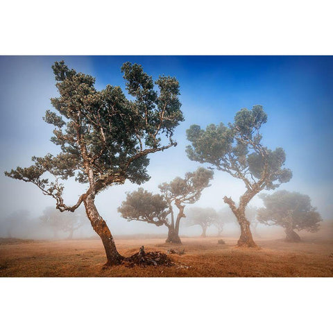 Fanal White Modern Wood Framed Art Print by Popan, Adrian