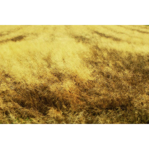 Golden Waves White Modern Wood Framed Art Print by Kravanja, Jure