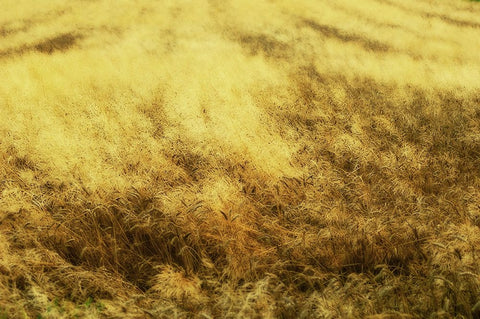 Golden Waves Black Ornate Wood Framed Art Print with Double Matting by Kravanja, Jure