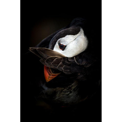 The Shy Puffin White Modern Wood Framed Art Print by Tokolyi, Csaba