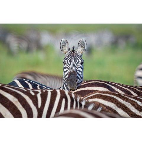 Make A Difference....Stand Out In The Crowd White Modern Wood Framed Art Print by C. Sink, Jeffrey