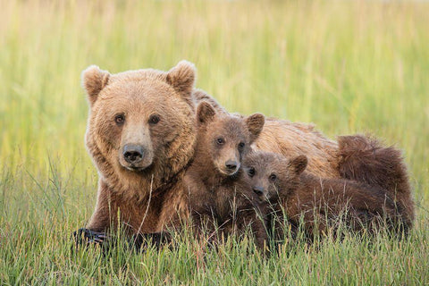 A Brown Bear Family At Sunset Black Ornate Wood Framed Art Print with Double Matting by Hao, Jiang
