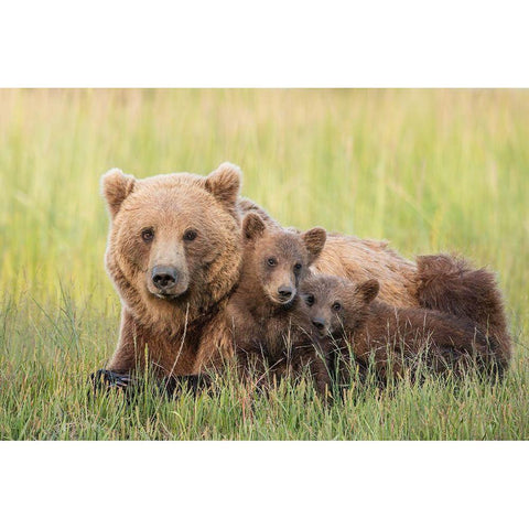 A Brown Bear Family At Sunset White Modern Wood Framed Art Print by Hao, Jiang