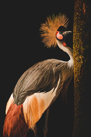 Grey Crowned Crane White Modern Wood Framed Art Print with Double Matting by jealousy