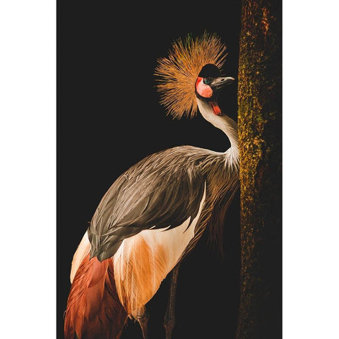 Grey Crowned Crane Black Modern Wood Framed Art Print with Double Matting by jealousy