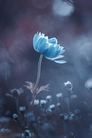 A Short Story Of Flower White Modern Wood Framed Art Print with Double Matting by Bravin, Fabien