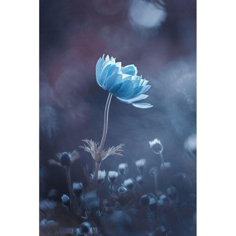 A Short Story Of Flower Black Modern Wood Framed Art Print with Double Matting by Bravin, Fabien