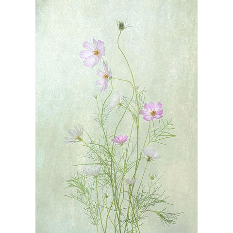 Cosmos White Modern Wood Framed Art Print by W., Catherine