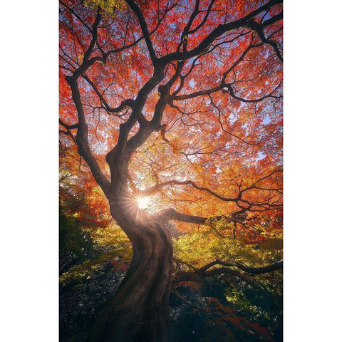 The Japanese Tree Black Modern Wood Framed Art Print with Double Matting by De La, Javier