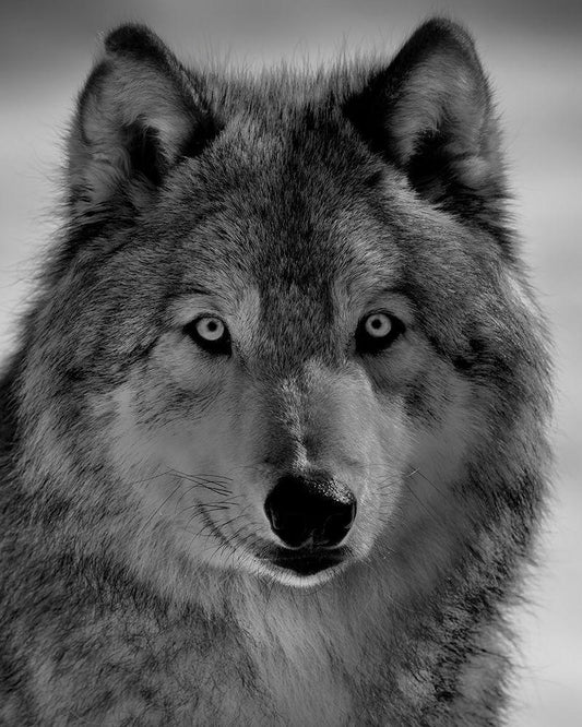 Image Only