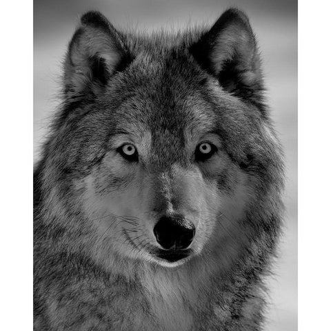 The Wolf White Modern Wood Framed Art Print by Chang, Phillip