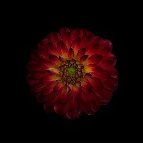 Dahlia Time Black Modern Wood Framed Art Print by Gronkjar, Lotte