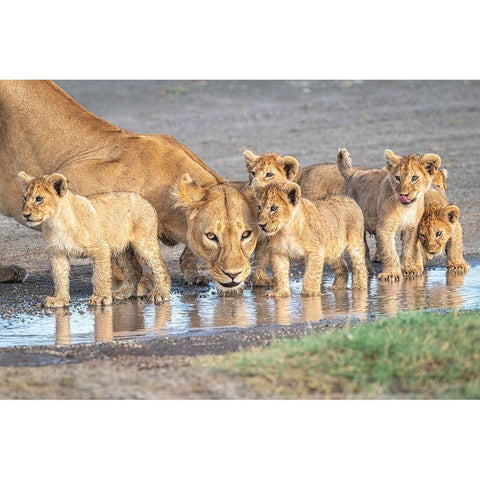 Wariness At The Water Hole White Modern Wood Framed Art Print by C. Sink, Jeffrey