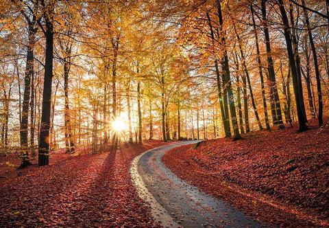 Road In Sapderaysen Nationalpark-Sweden Black Ornate Wood Framed Art Print with Double Matting by Lindsten, Christian