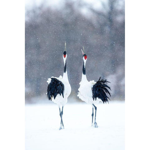 Tsuru (Crane)-Pair Gold Ornate Wood Framed Art Print with Double Matting by Uota, Katsu