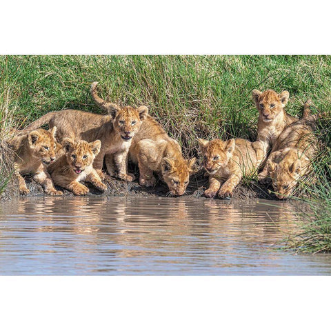 Putting The Band Back Together.... White Modern Wood Framed Art Print by C. Sink, Jeffrey