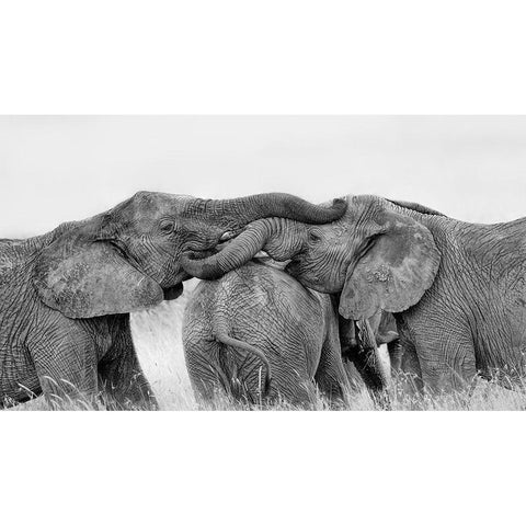 Elephant Playing Black Modern Wood Framed Art Print with Double Matting by Zuo, Jun