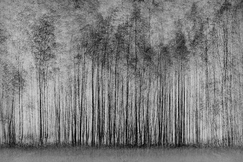 Impenetrable Forest Black Ornate Wood Framed Art Print with Double Matting by Schleicher-Schwarz, Roswitha