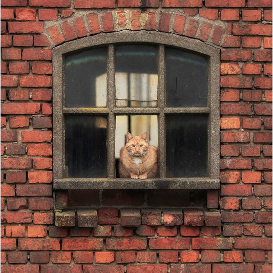 Image Only