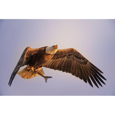 Eagle White Modern Wood Framed Art Print by Huang, Tao