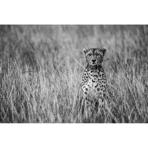 Cheetah White Modern Wood Framed Art Print by Fernando, Anura