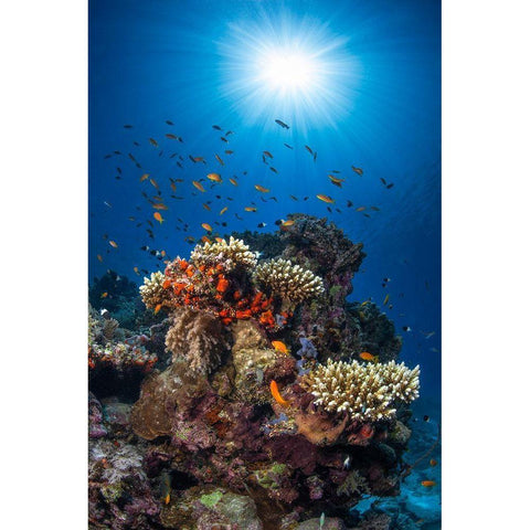 Reef And Sunshine Black Modern Wood Framed Art Print with Double Matting by Gabriel, Barathieu