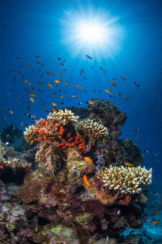 Reef And Sunshine White Modern Wood Framed Art Print with Double Matting by Gabriel, Barathieu