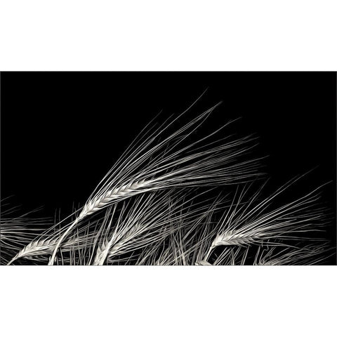 Grain Of Life White Modern Wood Framed Art Print by Claes, Gilbert