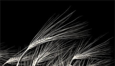 Grain Of Life Black Ornate Wood Framed Art Print with Double Matting by Claes, Gilbert