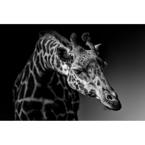 Giraffe White Modern Wood Framed Art Print by Zhao, Alex