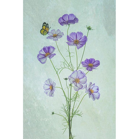 Elegant Cosmos Flowers Gold Ornate Wood Framed Art Print with Double Matting by Jacobs, Lydia