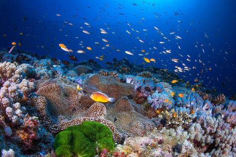 Anemon And Anthias Black Ornate Wood Framed Art Print with Double Matting by Gabriel, Barathieu