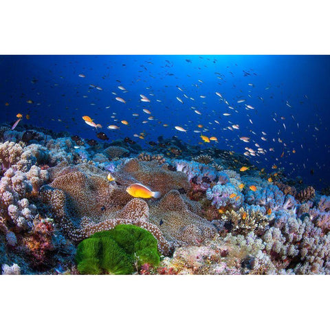 Anemon And Anthias Black Modern Wood Framed Art Print by Gabriel, Barathieu